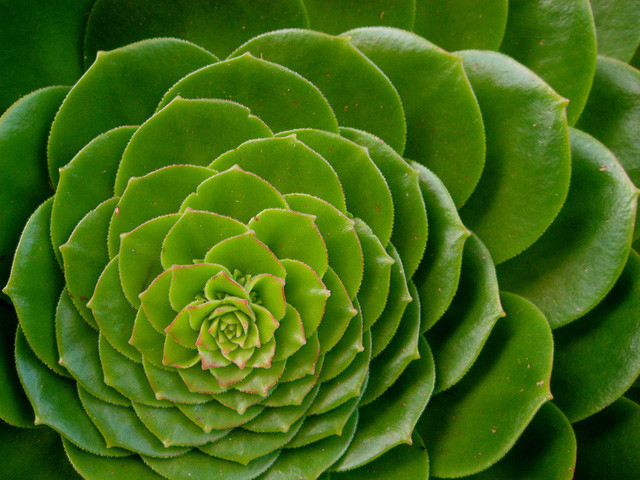 Bí ẩn về dãy Fibonacci và tỉ lệ vàng “thần thánh” trong vạn vật ảnh 12 Thực vật phát triển theo tỉ số vàng