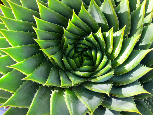 Bí ẩn về dãy Fibonacci và tỉ lệ vàng “thần thánh” trong vạn vật ảnh 13 Thực vật phát triển theo tỉ số vàng