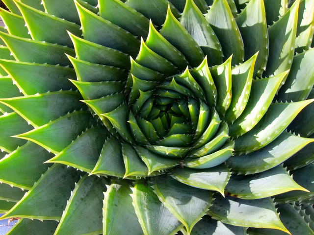  Thực vật phát triển theo tỉ số vàng 