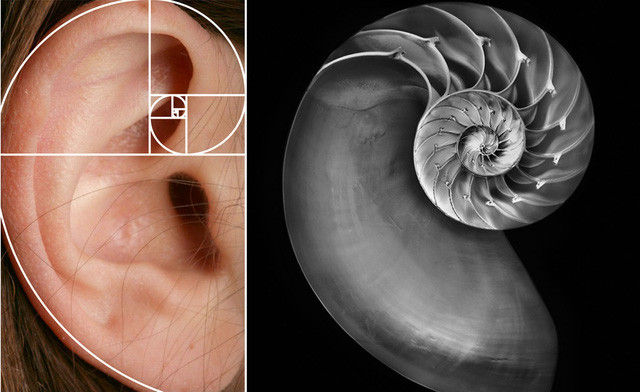 Bí ẩn về dãy Fibonacci và tỉ lệ vàng “thần thánh” trong vạn vật ảnh 20 Tai người và tỉ lệ vàng