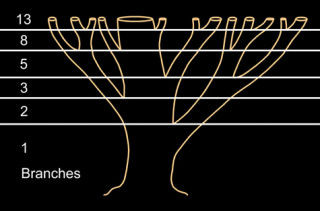 Bí ẩn về dãy Fibonacci và tỉ lệ vàng “thần thánh” trong vạn vật ảnh 8 Quy luật phát triển của thực vật tuân theo tỉ lệ vàng
