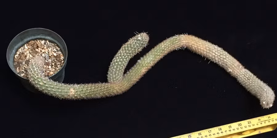 cay xuong rong quan queo, di dang nhung co gia hang ty dong vi ly do nay hinh anh 1