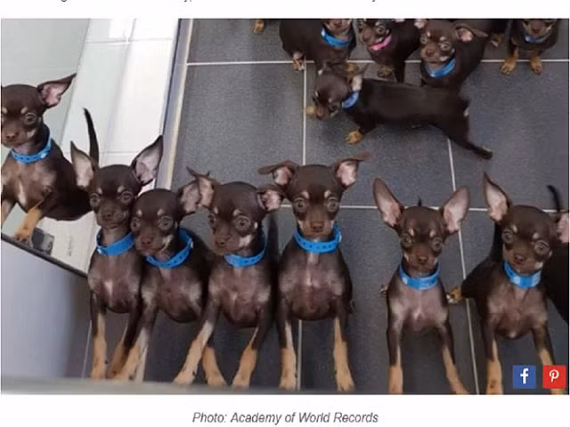Được nhân bản 49 lần, chú chó Chihuahua đi vào sách Kỷ lục Guinness - Hình 1