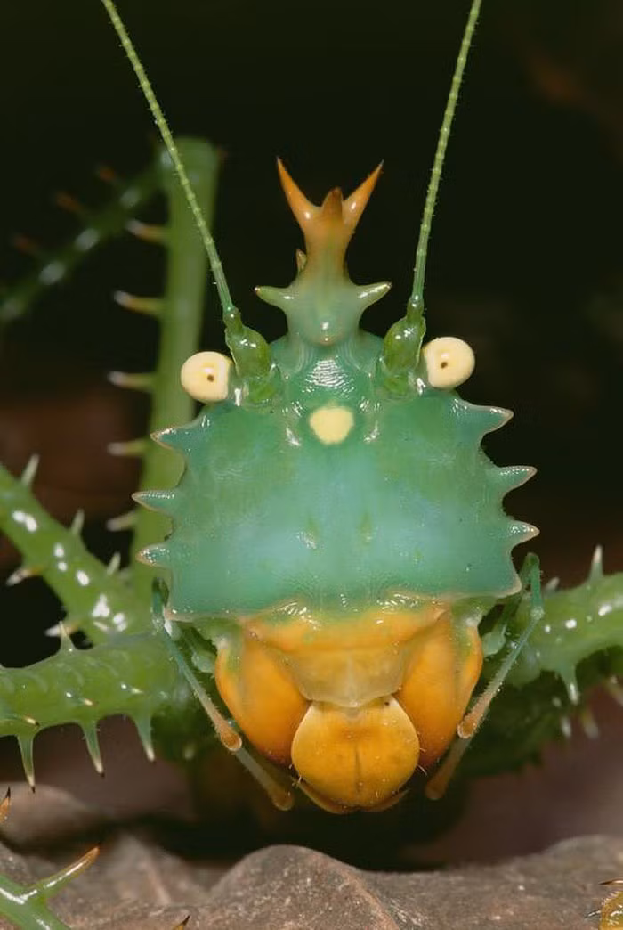 Lạ lùng loài châu chấu nhím có gai tua tủa, như chống cả TG - Hình 3