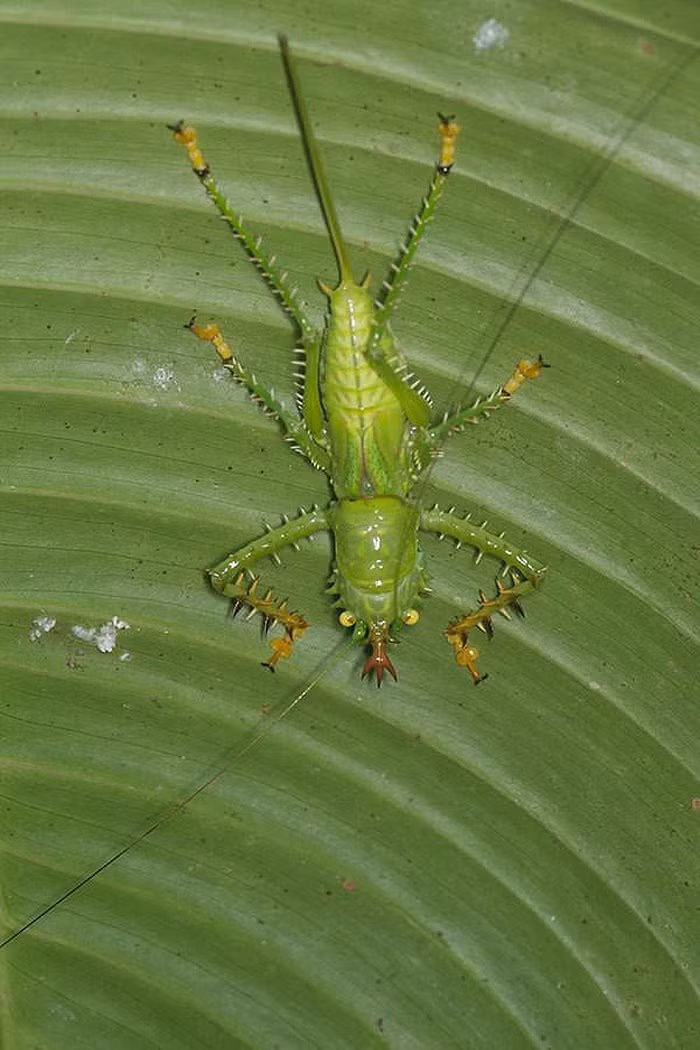 Lạ lùng loài châu chấu nhím có gai tua tủa, như chống cả TG - Hình 4