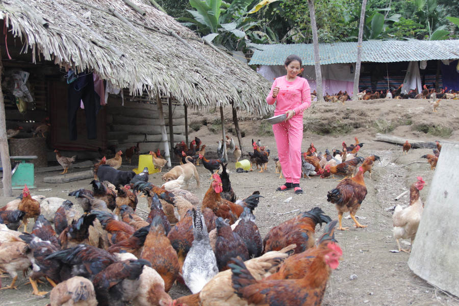 Hiện giờ, chị Huyền đã là chủ một trang trại chăn nuôi lớn Hiện giờ, chị Huyền đã là chủ một trang trại chăn nuôi lớn