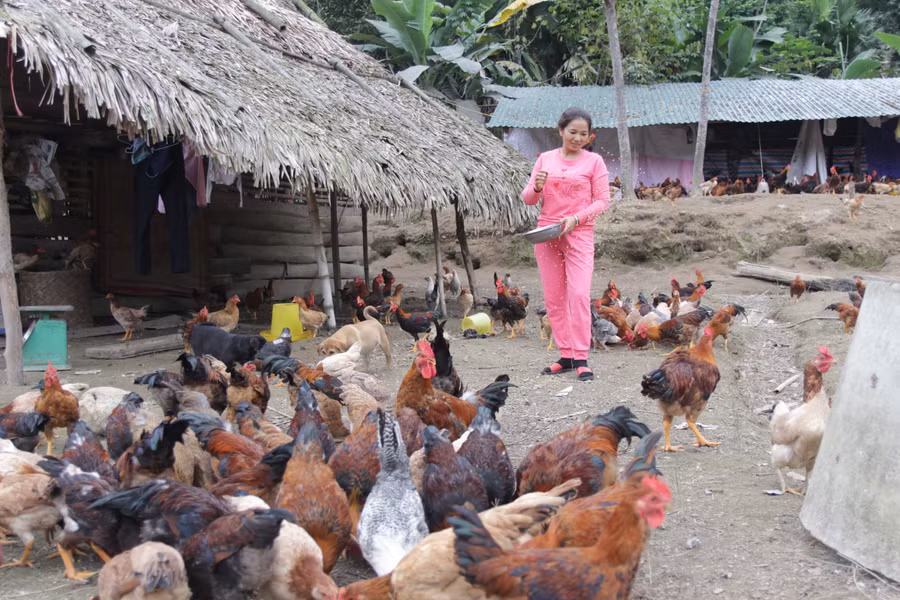 Hiện giờ, chị Huyền đã là chủ một trang trại chăn nuôi lớn