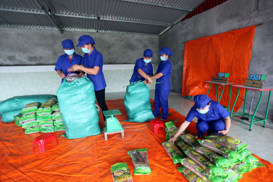 Đóng gói tại cơ sở sản xuất miến dong Tài Hoan Đóng gói tại cơ sở sản xuất miến dong Tài Hoan