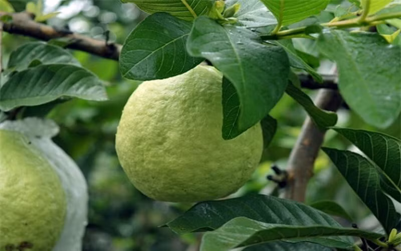 9 loi ich suc khoe dang kinh ngac tu trai oi hinh 6