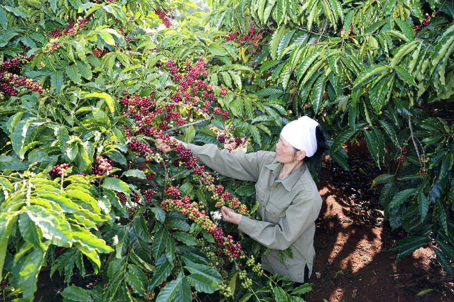 NESCAFÉ pha phin được sản xuất hoàn toàn từ cà phê Robusta chất lượng cao đạt tiêu chuẩn cà phê quốc tế 4C