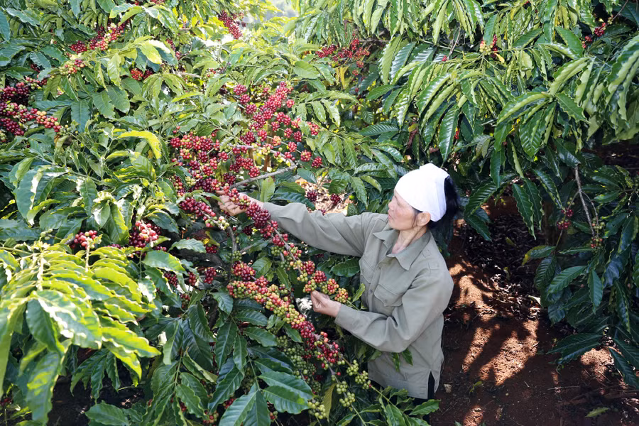 NESCAFÉ pha phin được sản xuất hoàn toàn từ cà phê Robusta chất lượng cao đạt tiêu chuẩn cà phê quốc tế 4C