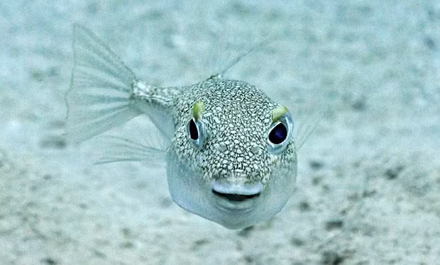 Sự thật gây choáng sau những vòng tròn như dấu tích cổ đại dưới đáy biển - Ảnh 2.