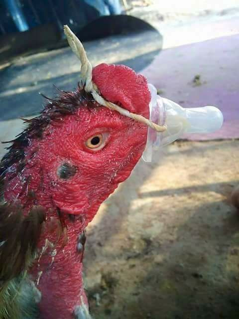 Đừng nhìn nhầm, không phải bạn đang chứng kiến một vụ sàm sỡ vòng 3 công khai đâu! - Ảnh 17. Đừng nhìn nhầm, không phải bạn đang chứng kiến một vụ sàm sỡ vòng 3 công khai đâu! - Ảnh 17.