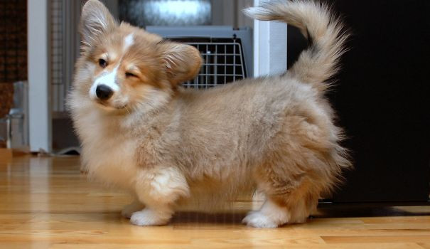 Nàng chó corgi đã lừa lấy chồng cao mà con đẻ ra vẫn không thoát khỏi kiếp chân ngắn 