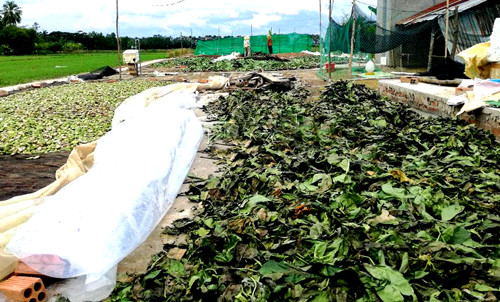 Một điểm phơi lá nhàu khô để bán cho thương lái ở Cà Mau. Ngành nông nghiệp địa phương quan ngại việc thương lái ồ ạt thu gom lá nhàu khô. Ảnh: An Nhiên.