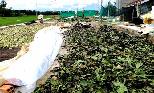 Thương lái ồ ạt thu mua lá nhàu khô ở miền Tây