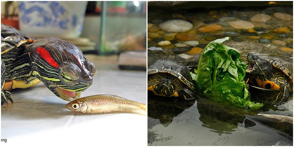 Rùa tai đỏ là loài ăn tạp. Chúng ăn tất cả mọi thứ Rùa tai đỏ là loài ăn tạp. Chúng ăn tất cả mọi thứ