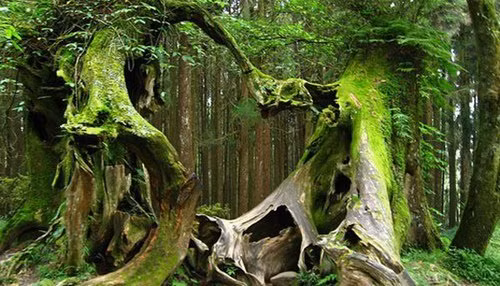  Những rễ cây méo mó, dị dạng đến kinh hãi giống trong các truyền thuyết của người dân về khu rừng của quỷ hút máu Dracula. 