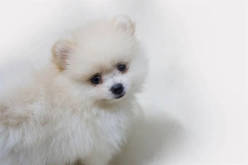 Chó phốc sóc Pomeranian.