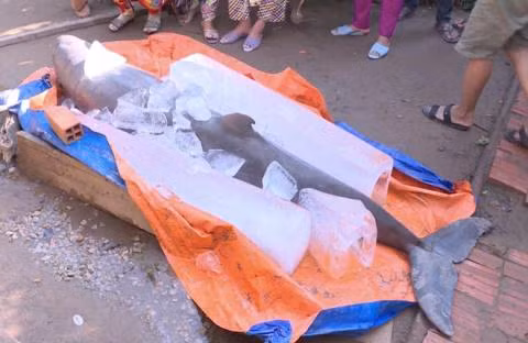 Cá nặng 150 kg ngư dân bắt được ở Cổ Chiên là cá tưởng đã tuyệt chủng 