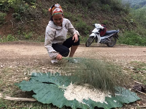 Nữ cao thủ kể chuyện ly kỳ vào rừng săn đặc sản trứng kiến cực lạ-4