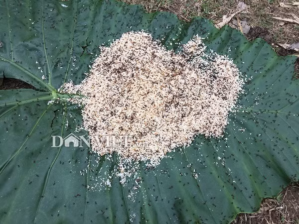 Nữ cao thủ kể chuyện ly kỳ vào rừng săn đặc sản trứng kiến cực lạ-3