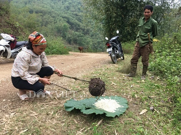 Nữ cao thủ kể chuyện ly kỳ vào rừng săn đặc sản trứng kiến cực lạ