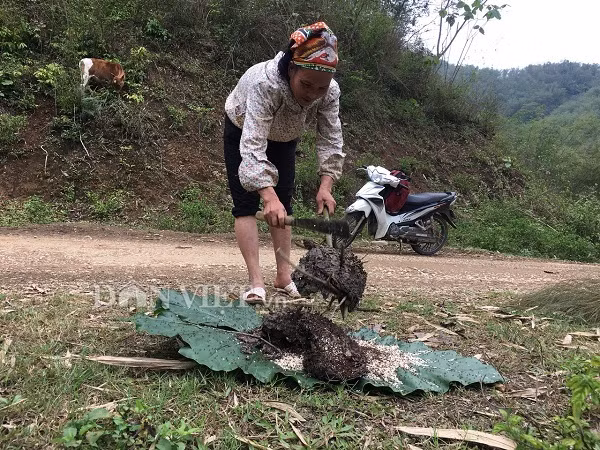 Nữ cao thủ kể chuyện ly kỳ vào rừng săn đặc sản trứng kiến cực lạ-1