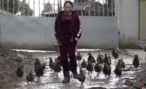 Hàng ngày, Yang cùng đàn gà của mình chạy bộ 5 km để rèn luyện thể lực. Ảnh: China News. Hàng ngày, Yang cùng đàn gà của mình chạy bộ 5 km để rèn luyện thể lực. Ảnh: China News.