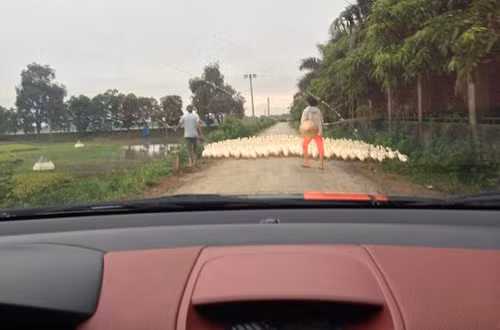 Cảnh thường thấy khi lái xe ở vùng quê.