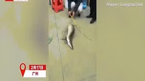 Thủy quái “nửa rắn nửa rùa” xuất hiện ở hồ Trung Quốc