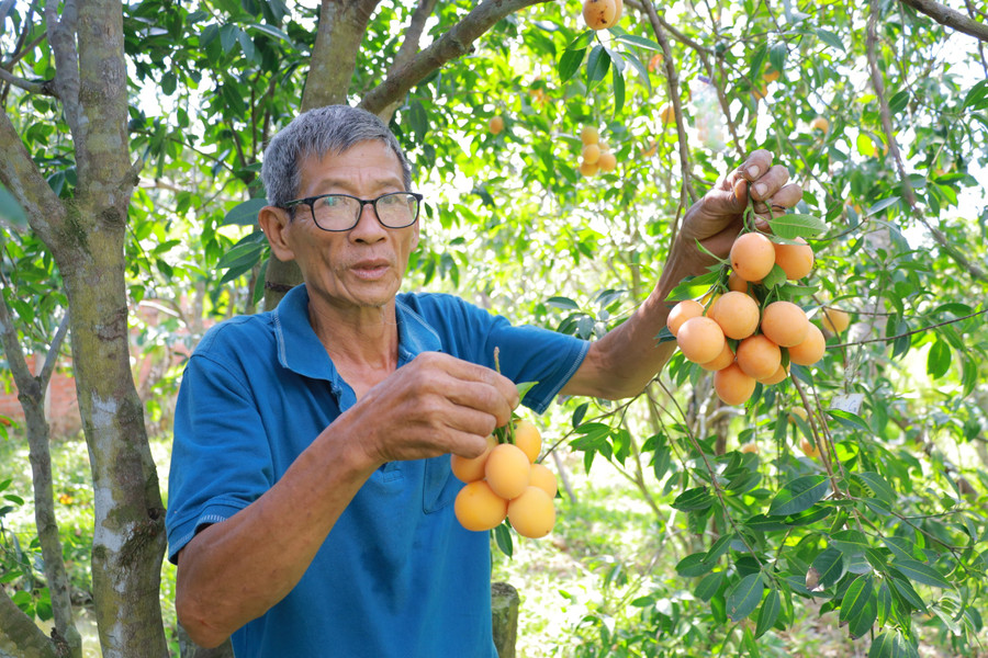 Ông Huỳnh Văn Cập một trong những nông hộ trồng thanh trà lâu năm tại Vĩnh long.