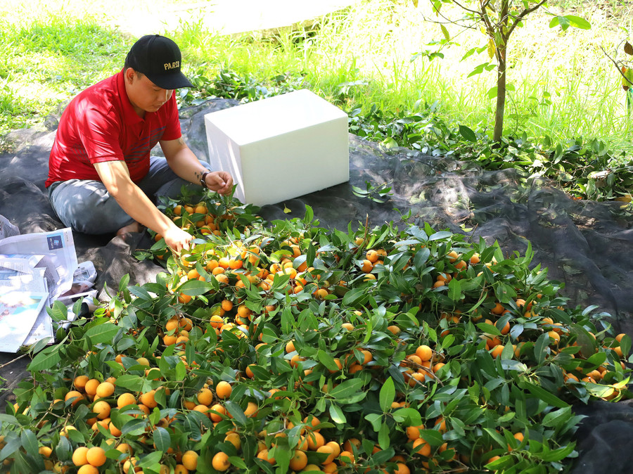 Toàn thị xã Bình Minh có khoảng 15ha trồng thanh trà ngọt xen trong vườn, sản lượng còn ít, chưa đáp ứng nhu cầu thị trường.