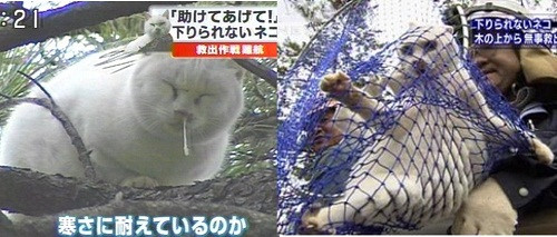 Phản ứng của mèo khi bị tập kích lúc say ngủ. 10-anh-hai-hot-nhat-facebook-trong-ngay-1