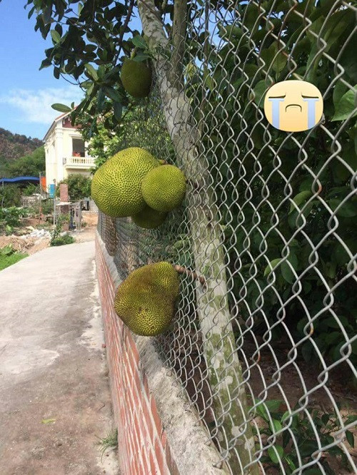 Mít vượt qua rào cản.