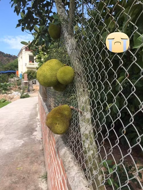 Mít vượt qua rào cản.