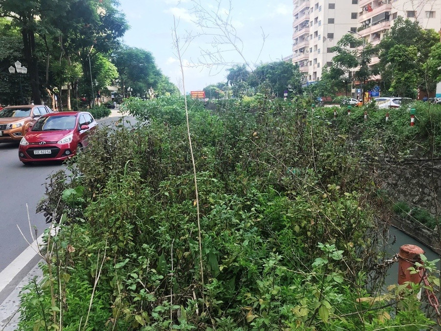 Nhiều tuyến phố ở Hà Nội cây cỏ mọc rậm như “rừng“ ảnh 3 Keyword đầu tiên có dấu