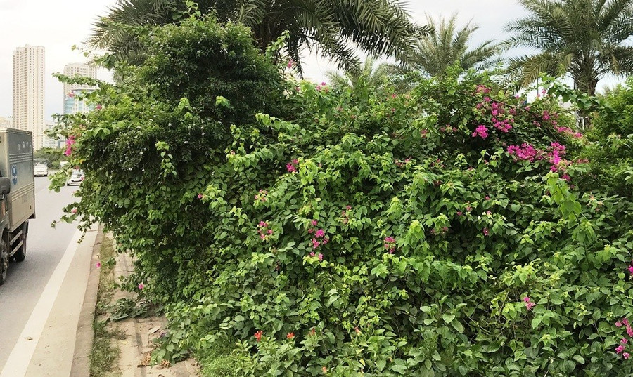 Nhiều tuyến phố ở Hà Nội cây cỏ mọc rậm như “rừng“ ảnh 7 Keyword đầu tiên có dấu