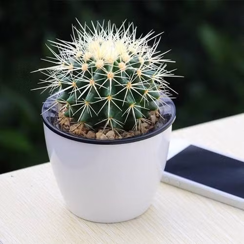 7 loại cây cảnh hút kiệt bức xạ máy tính, dân văn phòng chưa có phải mua ngay-1