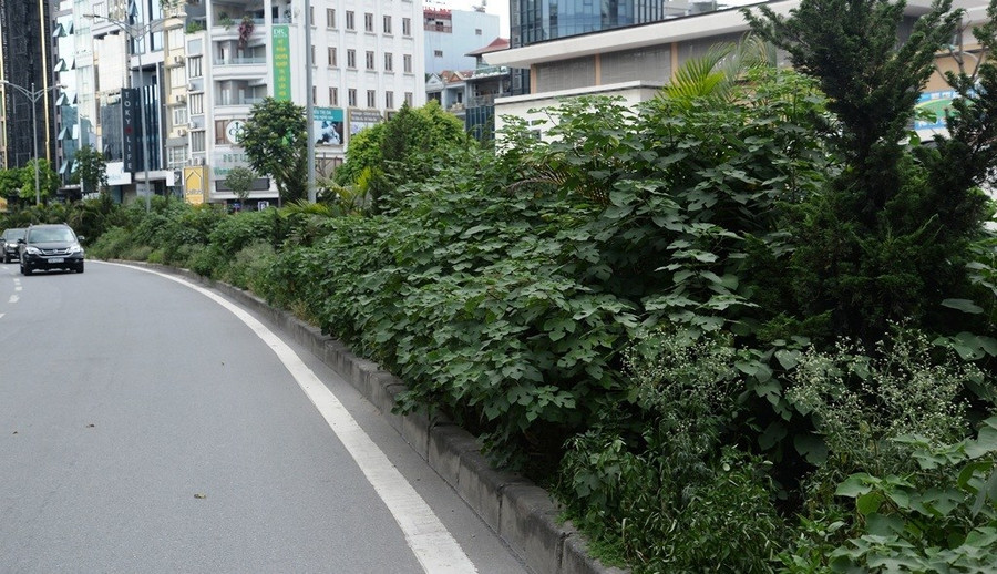 Nhiều tuyến phố ở Hà Nội cây cỏ mọc rậm như “rừng“ ảnh 6 Keyword đầu tiên có dấu