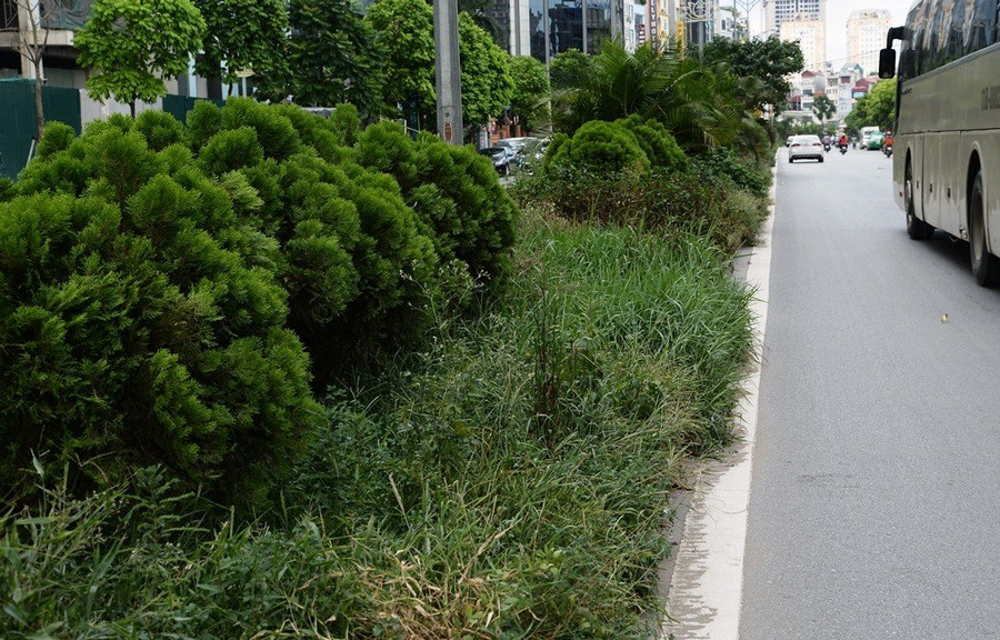 Nhiều tuyến phố ở Hà Nội cây cỏ mọc rậm như “rừng“ ảnh 5 Keyword đầu tiên có dấu