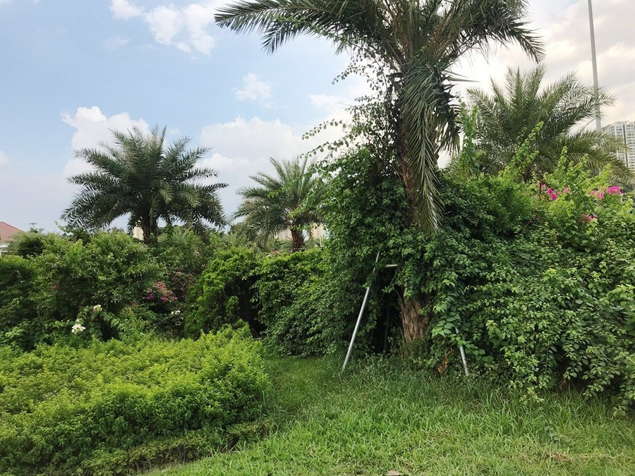 Nhiều tuyến phố ở Hà Nội cây cỏ mọc rậm như “rừng“ ảnh 8 Keyword đầu tiên có dấu