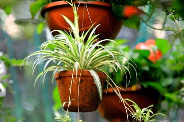 7 loại cây cảnh hút kiệt bức xạ máy tính, dân văn phòng chưa có phải mua ngay-4