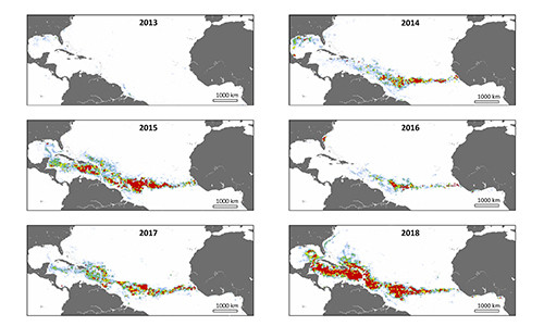 Sự phát triển của vành đai tảo mơ Đại Tây Dương qua các năm. Ảnh: Guardian.