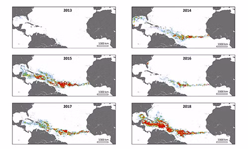 Sự phát triển của vành đai tảo mơ Đại Tây Dương qua các năm. Ảnh: Guardian.