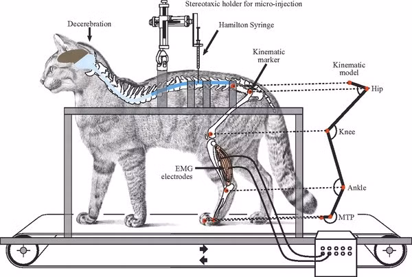 Tội ác dưới cái tên khoa học: Phải chăng con mèo này là minh chứng cho thấy con người đã tàn nhẫn đến mức nào? - Ảnh 2.