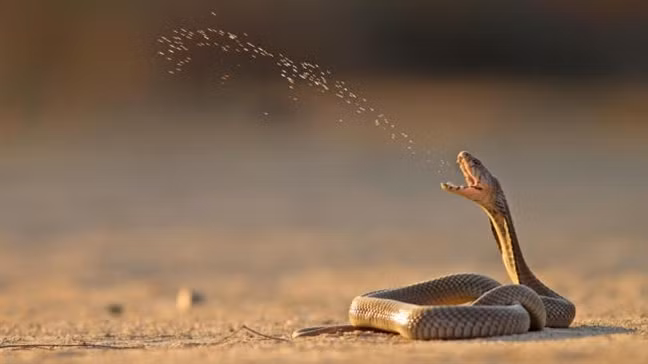 Nếu con vật này vào nhà chứng tỏ Thần Tài ghé thăm: Bạn đừng xua đuổi đánh đập mà mất lộc-2