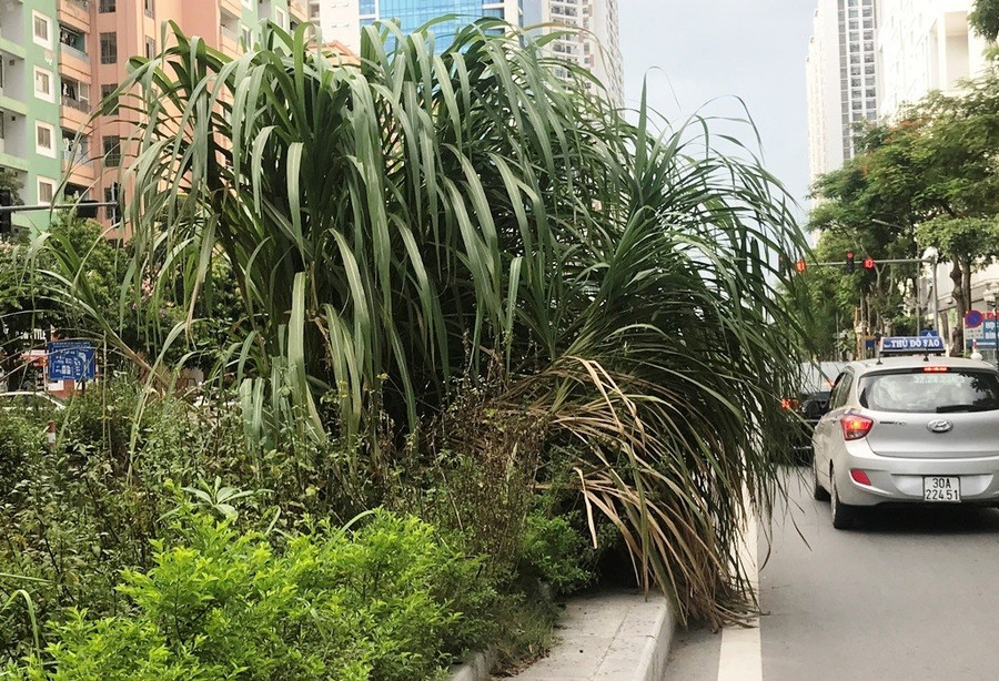 Nhiều tuyến phố ở Hà Nội cây cỏ mọc rậm như “rừng“ ảnh 1 Keyword đầu tiên có dấu