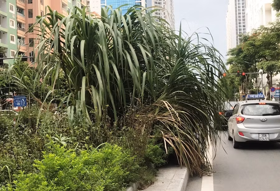 Keyword đầu tiên có dấu