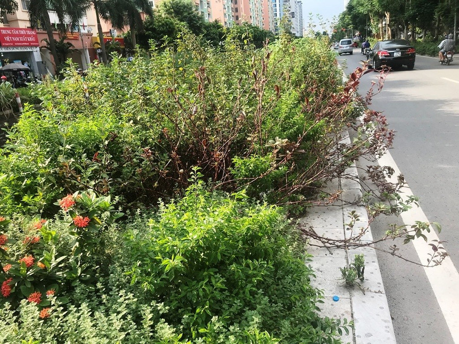 Nhiều tuyến phố ở Hà Nội cây cỏ mọc rậm như “rừng“ ảnh 2 Keyword đầu tiên có dấu